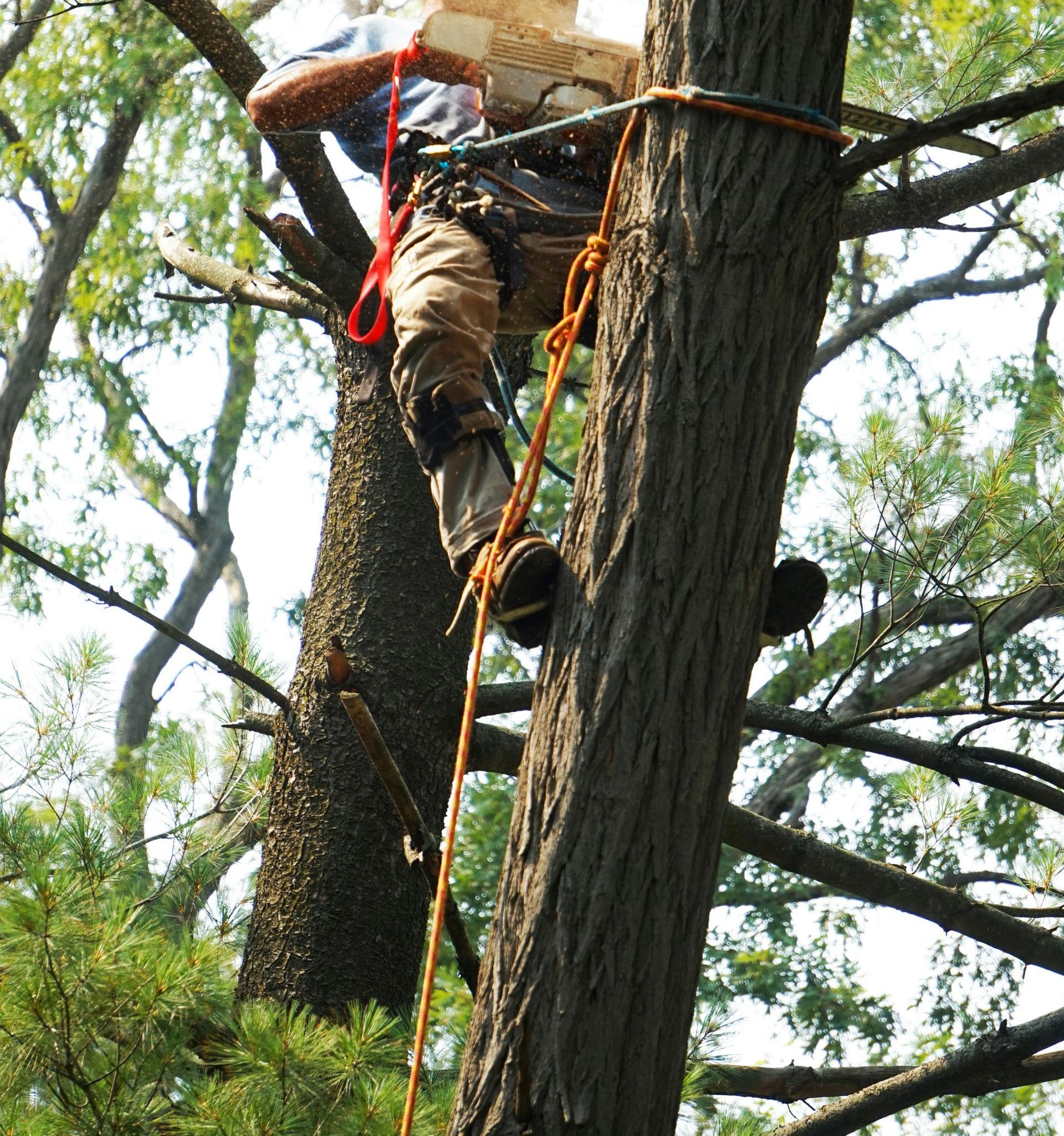 man in red and black shirt climbing on brown tree during daytime