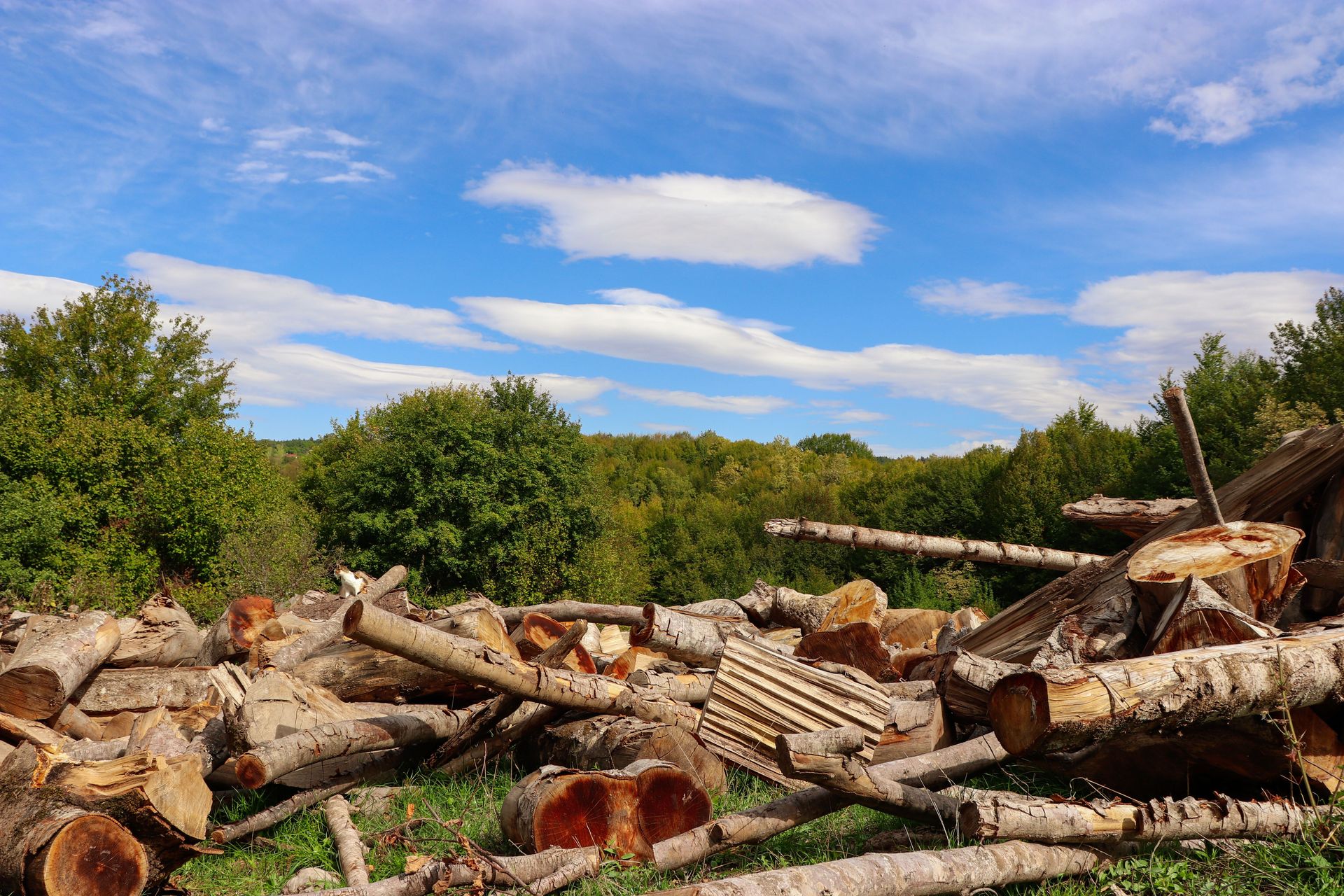 A scenic view of a forest clearing with a pile of cut logs under a bright blue sky.